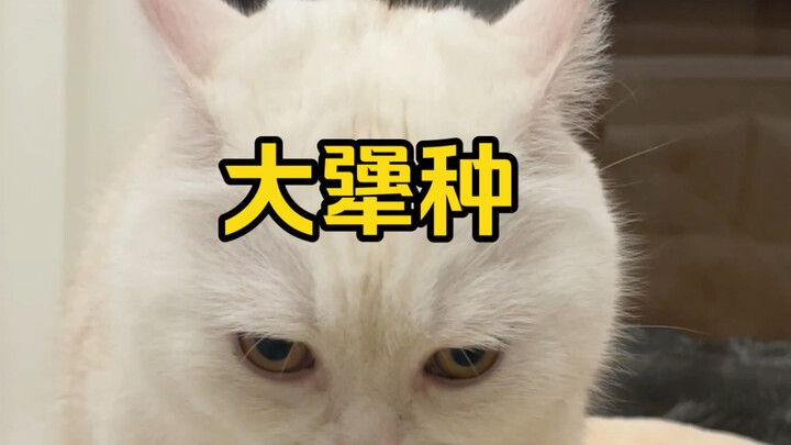 ทิ้งอาเบเบของมันไป ไอ้ดื้อรั้นตัวใหญ่โกรธจนจะอ้วก…