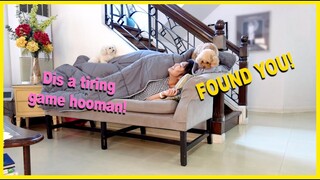 PLAYING HIDE AND SEEK WITH MY DOGS| Hide and Seek Challenge| The Poodle Mom