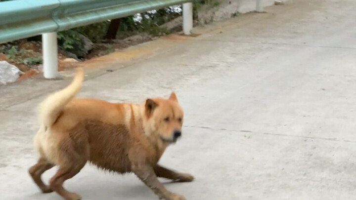 Có vẻ như tôi bị một con chó lừa rồi.