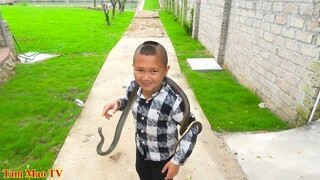 Ẩm Thực Rắn Xào Xả Ớt - Cứ Tưởng Vớ Được Mồi Ngon Ai Ngờ Dính Cú Lừa Của Mao Đệ