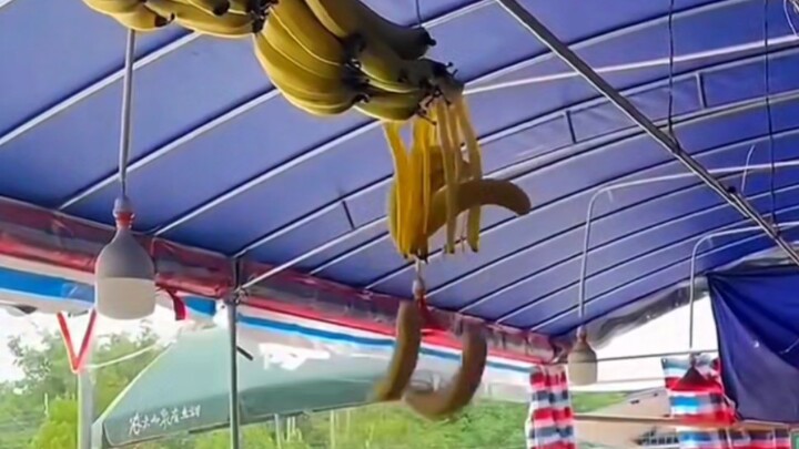 กล้วย: ยังไม่มีใครซื้อเลย ตายไปก็ได้แล้ว