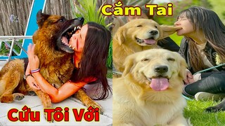 Thú Cưng TV | Trứng Vàng và Trứng Bạc #44 | Chó Golden Gâu Đần thông minh vui nhộn | Pets smart dog