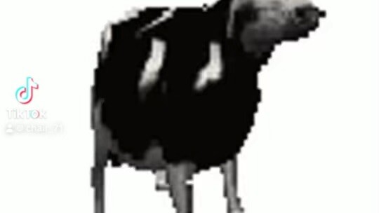 Cow