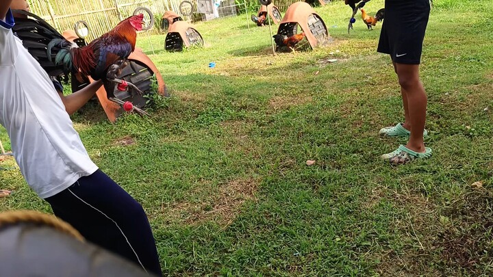 McLean Hatch VS Hatch Grey