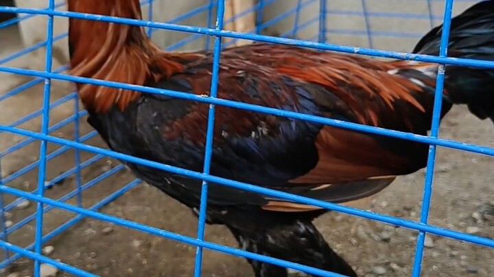 Melsim crosses to sweater. 🐔