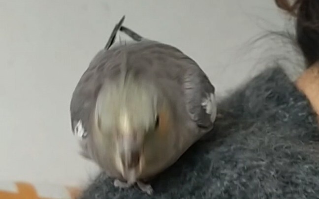 The little bird at home seemed to have a lot of complaints when I was massaging my mother's back.