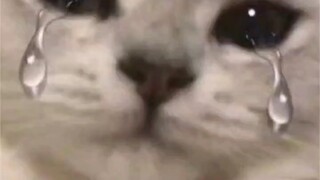 #妈妈一直收藏着我发的表情包 三生三世，生生世世 #快手有年味  #娱你贺新春