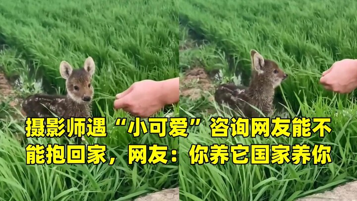 Nhiếp ảnh gia gặp “bé cưng” liền hỏi cư dân mạng có thể ôm về nhà được không, cư dân mạng đáp: “Bạn 