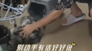 Cat: The quality of this cage is really poor. It’s definitely not my problem.