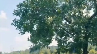 (เต็มเรื่อง) เกิดใหม่แก้ไขอดีตภรรยาหลอก