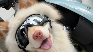 Dokter bilang anjingmu ini kelak akan sangat tampan saat dewasa