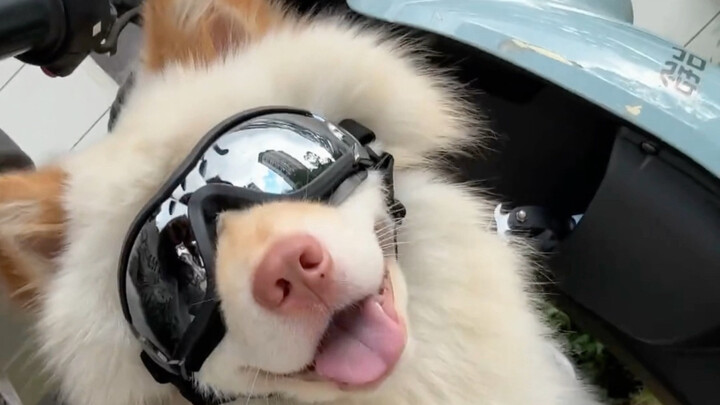 Dokter bilang anjingmu ini kelak akan sangat tampan saat dewasa