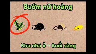 HƯỚNG DẪN BẮT BƯỚM NỮ HOÀNG ALEXANDRA PLAY TOGETHER - CÁCH TĂNG TỈ LỆ RA CÔN TRÙNG SIÊU HIẾM