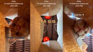 好奇猫猫😯