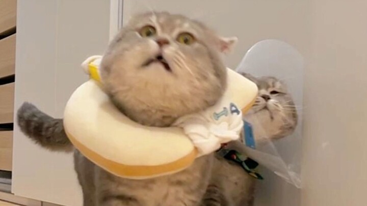 Both fresh seafood get injured, but thankfully it doesn’t dampen their appetite!