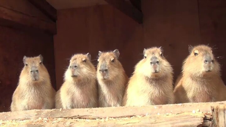 โมจิห้าลูกโผล่ขึ้นมาอย่างกะทันหัน แล้วก็ถูกแม่นากวาตัดาอุ้มไป