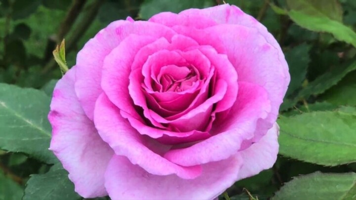 Deunov - Instrumental Music - Theme - Grace