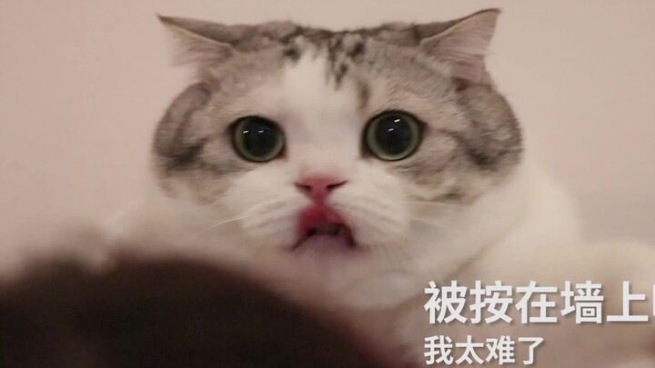 【Nhật ký】Mèo vì quá đáng yêu nên bị đè lên tường hôn hít, mặt mũi biểu cảm rõ ràng: “Tui khổ quá rồi