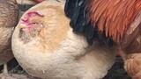 [Kumpulan Hewan] Ayam yang terlalu gemuk
