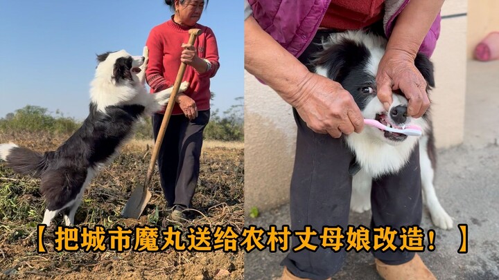 Mengirimkan anjing Border Collie ajaib dari kota untuk diubah oleh ibu mertua di desa; si Magic Ball