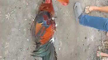 son of black imao win