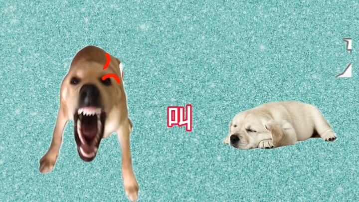Hey? Puppy, hey? Big dog