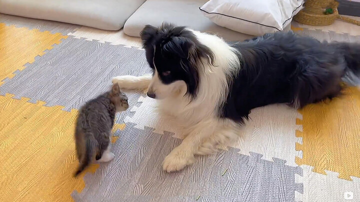 My dog and my cat
