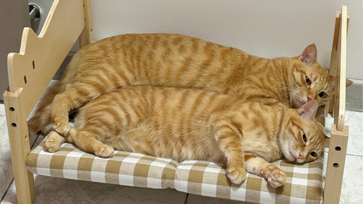 XL dan L yang sangat hidup!