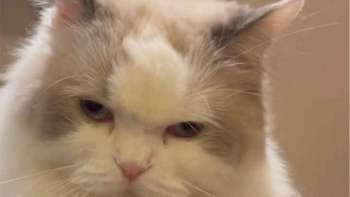 Lại ra đòn nữa, tôi đưa cậu vào Học viện Mèo Đạo luôn!