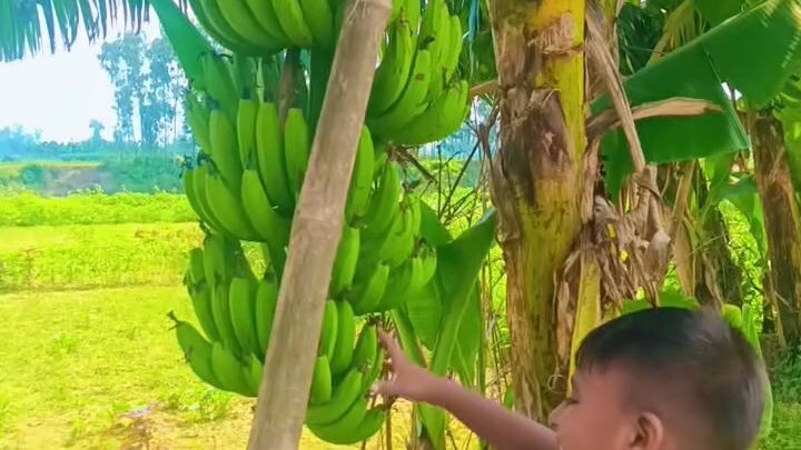 কলা