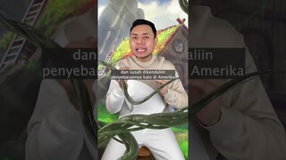 Kangkung di-BANNED?! Kamu suka kangkung gak? #shorts