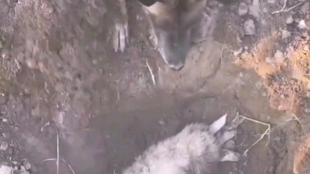 ความรักของแม่ไม่แบ่งแยกสายพันธุ์