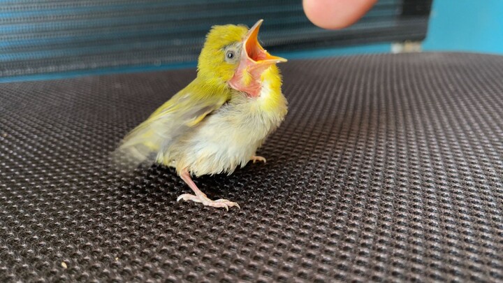 ช่วงวัยดื้อรั้นของลูกนก บอกเลยว่าไม่ทำให้พ่อแม่นกสบายใจเลยสักนิด