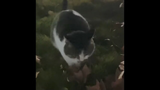 芊り猫
