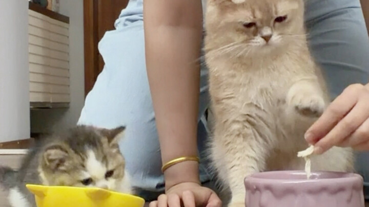 Help! You two, make peace already!