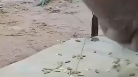 الحمامة: "عمل جيد"