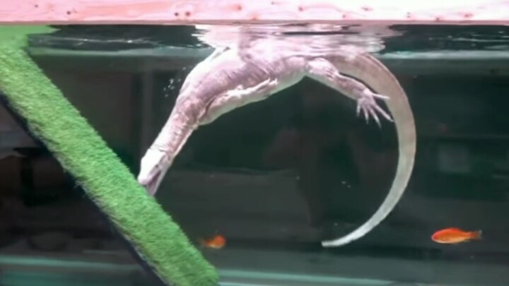 [Animals]When a Varanus salvator fishing