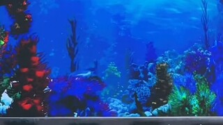 الكائنات البحرية تهاجم