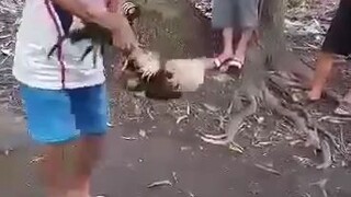 walang galos si talisayin