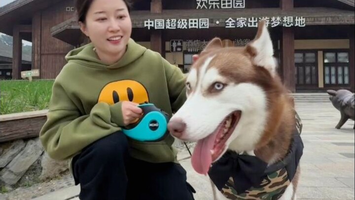 Tidak disangka, saya benar-benar mencarikan kelas untuk husky-ku
