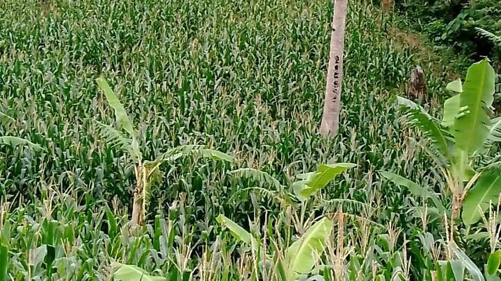 my corn farm