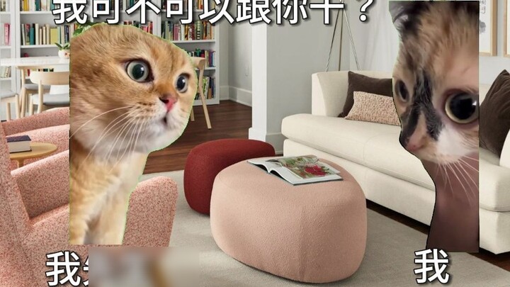 [Cat meme] My husband's cross-cultural joke, and it's all my fault 2- Want to work for me?