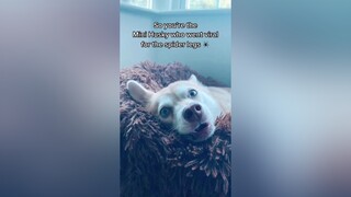 Thanks for all the love 💕 dogsoftiktok funny cutedog foryou viralvideos