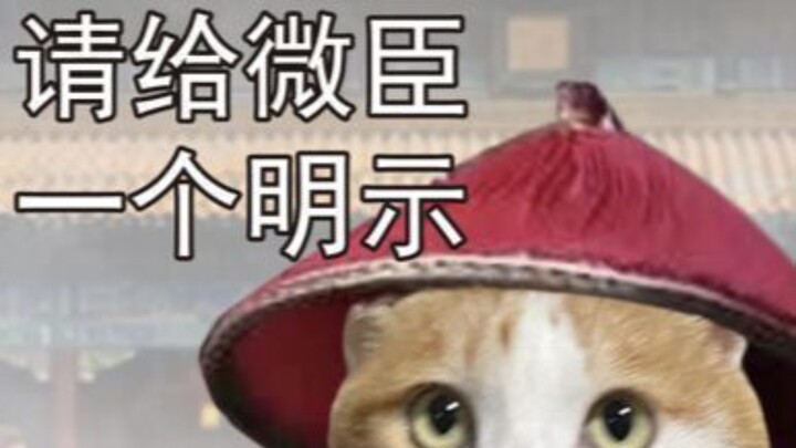 Suspected Cat Meme Exam Question Bank
