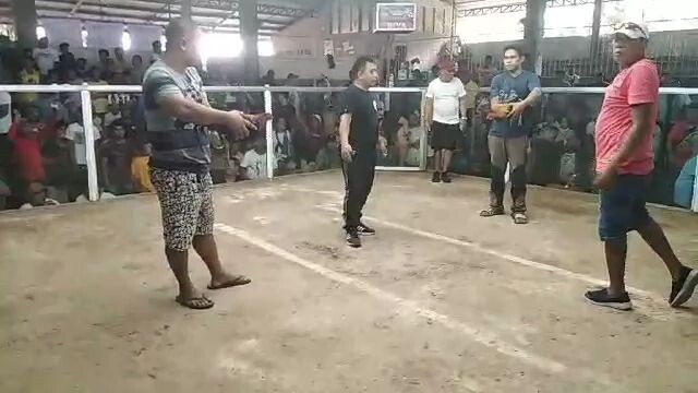 6x winner ,, gorexxx game fowl