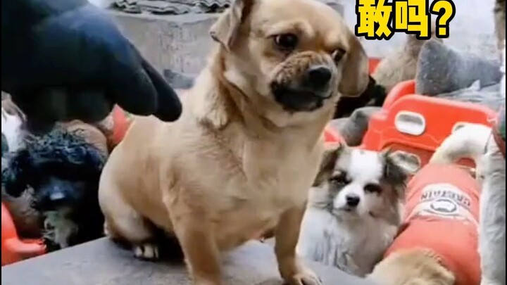 Dog: How am I supposed to get meat if I just follow the rules?