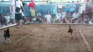 Naputulan ng tari. sayang na manok