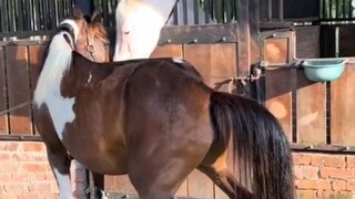 الفرس الأم رأت الشاب الوسيم