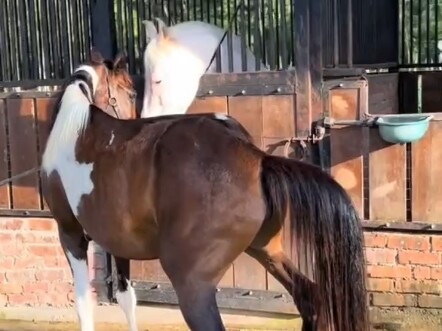 The mare saw a handsome guy