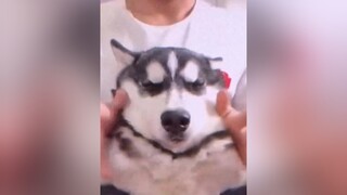 Chút niềm vui từ việc nuôi Ngáo 😆 xuhuong pet husky alaska  dogs chó chócute dethuong anuong yeudongvat cunyeu thúcưng